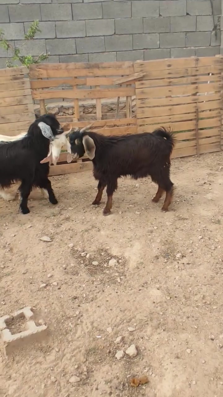 جدايه ٣ • خشنات فول وسمان • حديثه بني داهر
