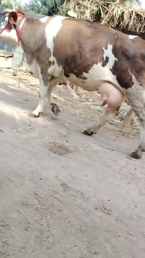 بابل • حليب ٢٠ • بتم