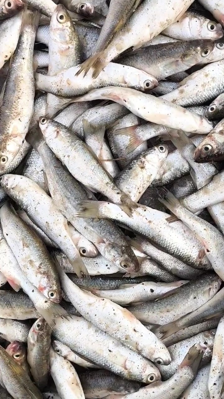 متوفر يوم غدا الخميس   عروض  وابلاش 🔥
سمك عدل قلي ب4الف 
واكو سمك عدل شوي 
ابو زريده خشنه دبل منظف وجاهز ب5الف ونص   
ابو زريده وسط 3ب10
سمتي صيد 3ب10
حمري خشن 3ب10
ابو زريده وسط 3ب10
شانك خشن 3ب10
ومتوفر توصيل لكافة مناطق الديوانبه 
خدمه توصيل *********** حجز وات ساب واتصال فقط
العنوان الديوانيه فلكه الجامعه اول بسطيه ستوته زركه جوه قطعه اعلن هنا اسمي حسن
