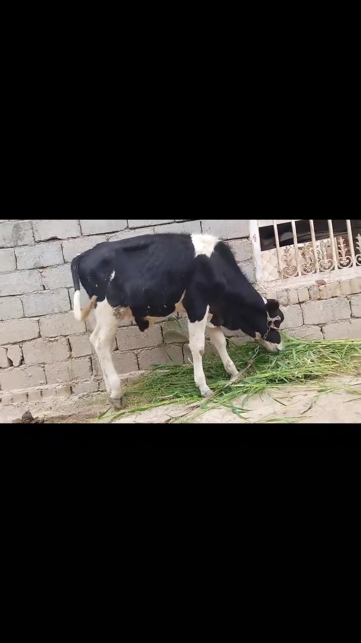 فريزي اصلي • بابل • بيه مجال