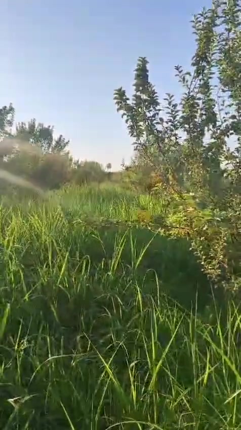 توچد ارض زراعیه للبیع دونمین لستفسار علی هاذ رقم ***********
