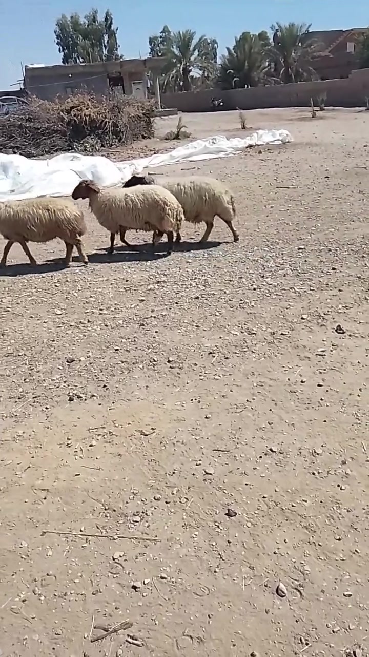 متاح خمس ثنايه محاطيط للبيع رقم واحد خشانه وحال وسمن وحطاط ***********
