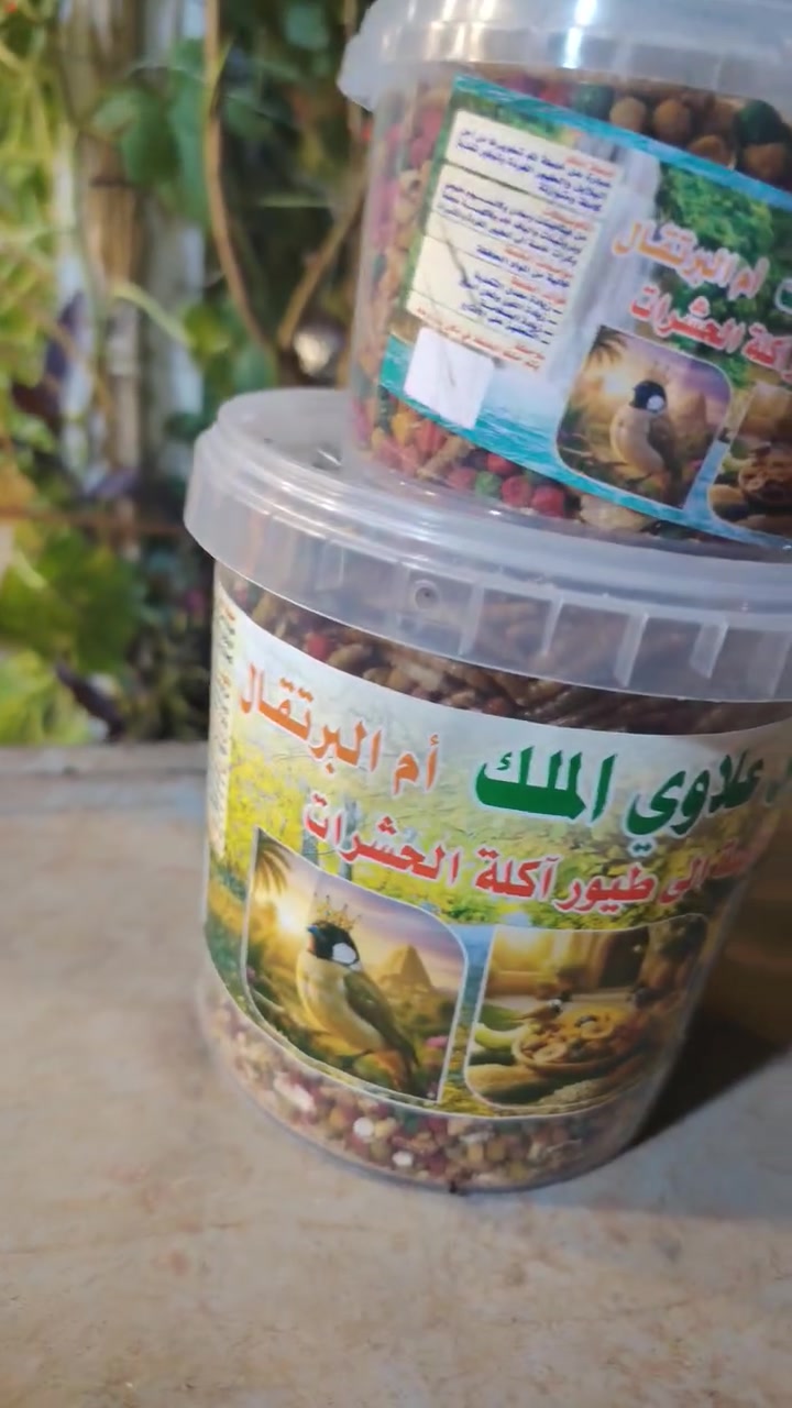بلابل • جملة • كركوك حي الاسره