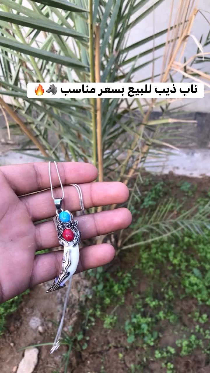 ناب ذيب • سعر مناسب