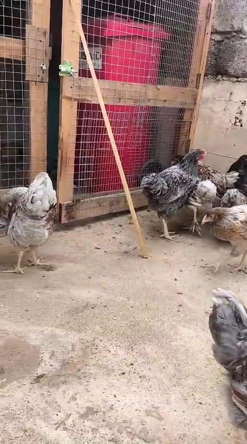 ويندوت أمريكي • ملقحة • موصل تلكيف