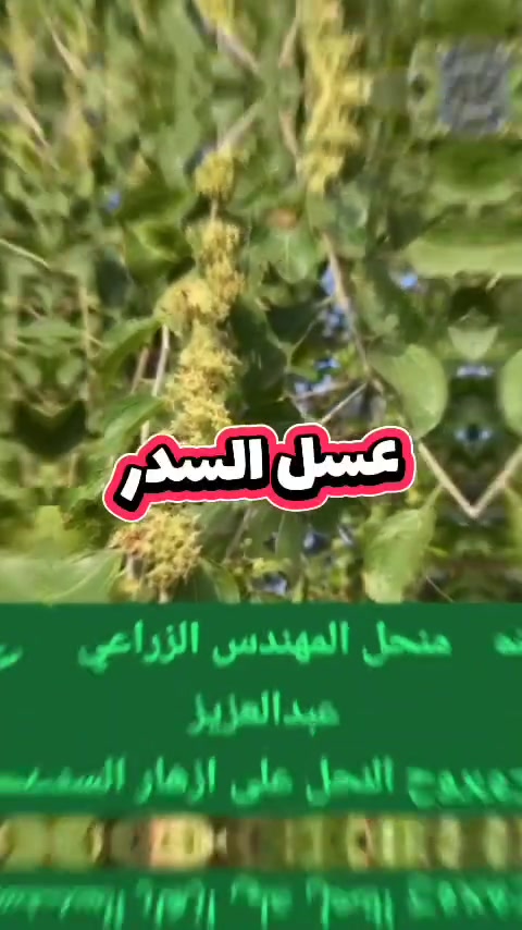 عسل سدر • نقي ١٠٠٪ • الرمادي