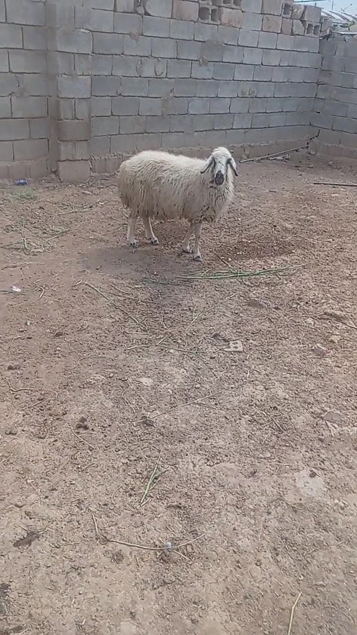 نعجه • حلال • صلاح الدين دجيل