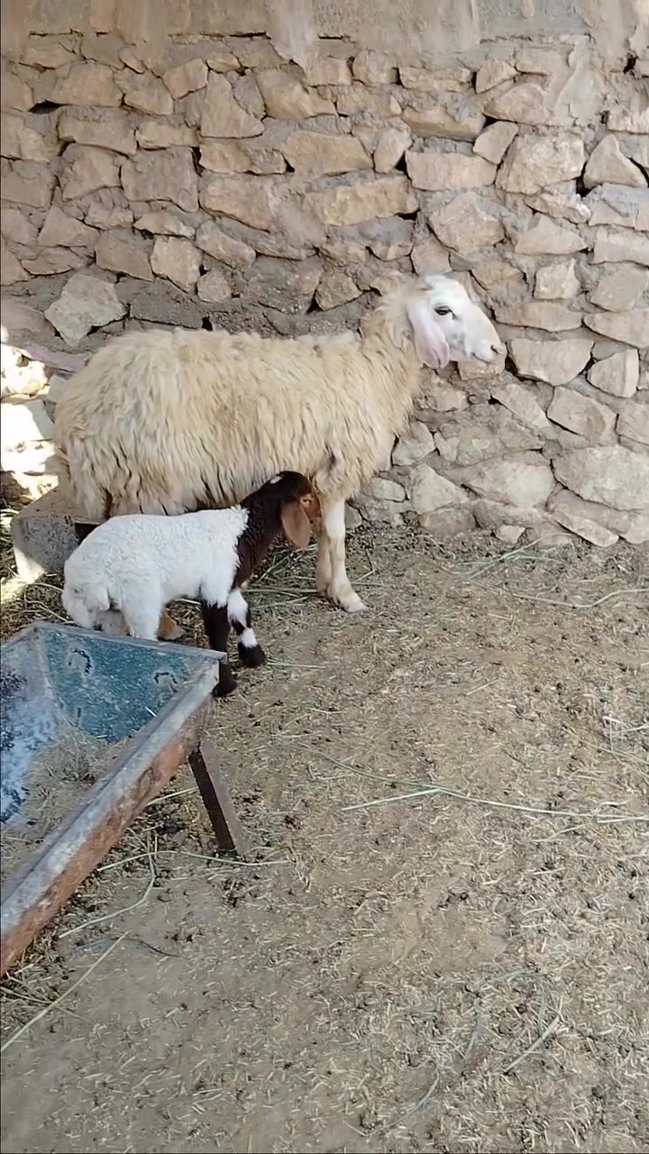 ثنيه أول بطن وراها خروف نصاح على كل عيب السعر 580 المكان حديثه بروانه الرقم ***********
