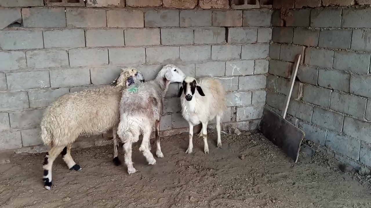 بسم الله ما شاء الله متاح حلال للبيع العدد 3حلال درجه اولى وراجين على اربع سنون وين جنايه للدوره اصايل حلال خير من الله مكانه بغداد المشاهده غرب التاجي السعر خاص توصيل ما عندي. *********** //
