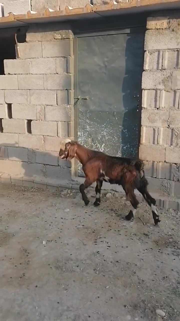 بسم الله ما شاء الله
#طليان فحل وفطيمه خشنات يرهمن ارباط وكصابه +نعجه سمينه اكصابه

#صخله حلوه وشرط الصحه ضعيفه ومناسبه

#كشتير حلو وخشن يرهم ارباط وكصابه

#المكان واسط الشحيميه قريه ١٠ /***********

#ملاحضه اخوان اشتري جميع المواشي وشتريد من ذبايح مال مناسبات مال ارباط عندي
#علق أب تم وتابع الحساب يوصلك كلشي جديد @إشارة
