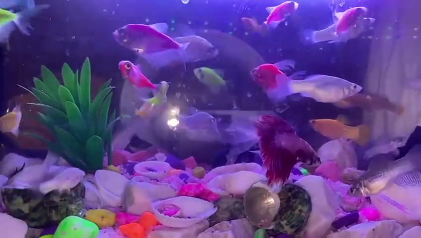 🐠 حوض سمك جديد للبيع 🐠

المواصفات:
الحجم: 50 × 40 سم
الحالة: جديد 100% لم يستخدم
المحتوى: الحوض فقط - فارغ بدون سمك وبدون ملحقات
مثالي: للمبتدئين وللديكور

السعر: 50,000 دينار 
قابل للتفاوض بالمعقول

المكان: بغداد - مدينة الصدر  
التواصل: *********** واتساب

البيع يد بيد. أولوية للاسرع 💨
