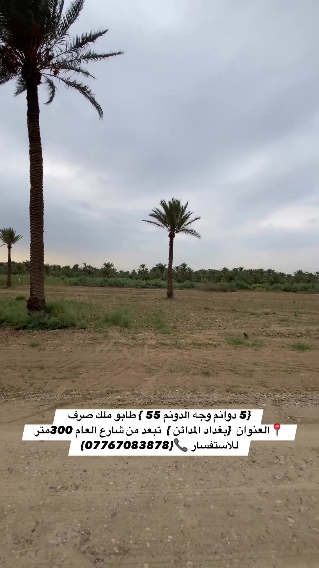 ٥ دوانم • الجعارة • طابو صرف