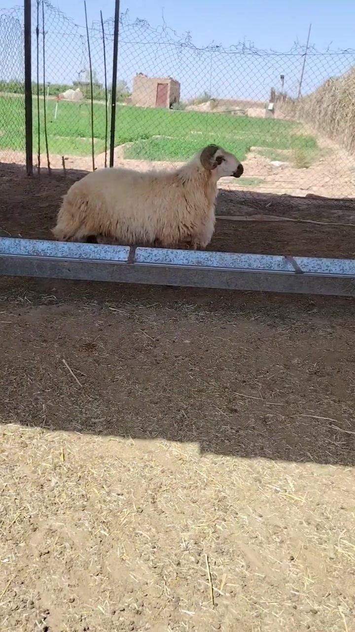 بسم الله
للبيع
جبش ابكم مشروط علئ كل عيب مكانه الانبار حديثه يوجد توصيل حسب الاتفاق سعره مليون وميه وبي مجال ***********
