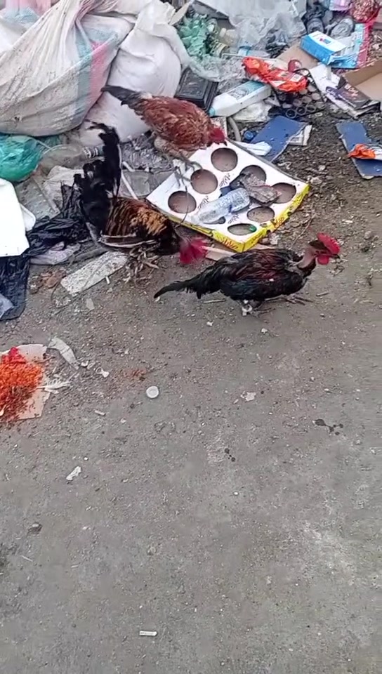 سلام عليكم ديوجه البيع ثنين ماهت ركبه واحد عربي ديوجه نضيفات وعمر واحد ركبيات سعر كلهن ،30 عنوان زعفرانيه شارع الكهرباء واهده رقمي واتساب ***********
