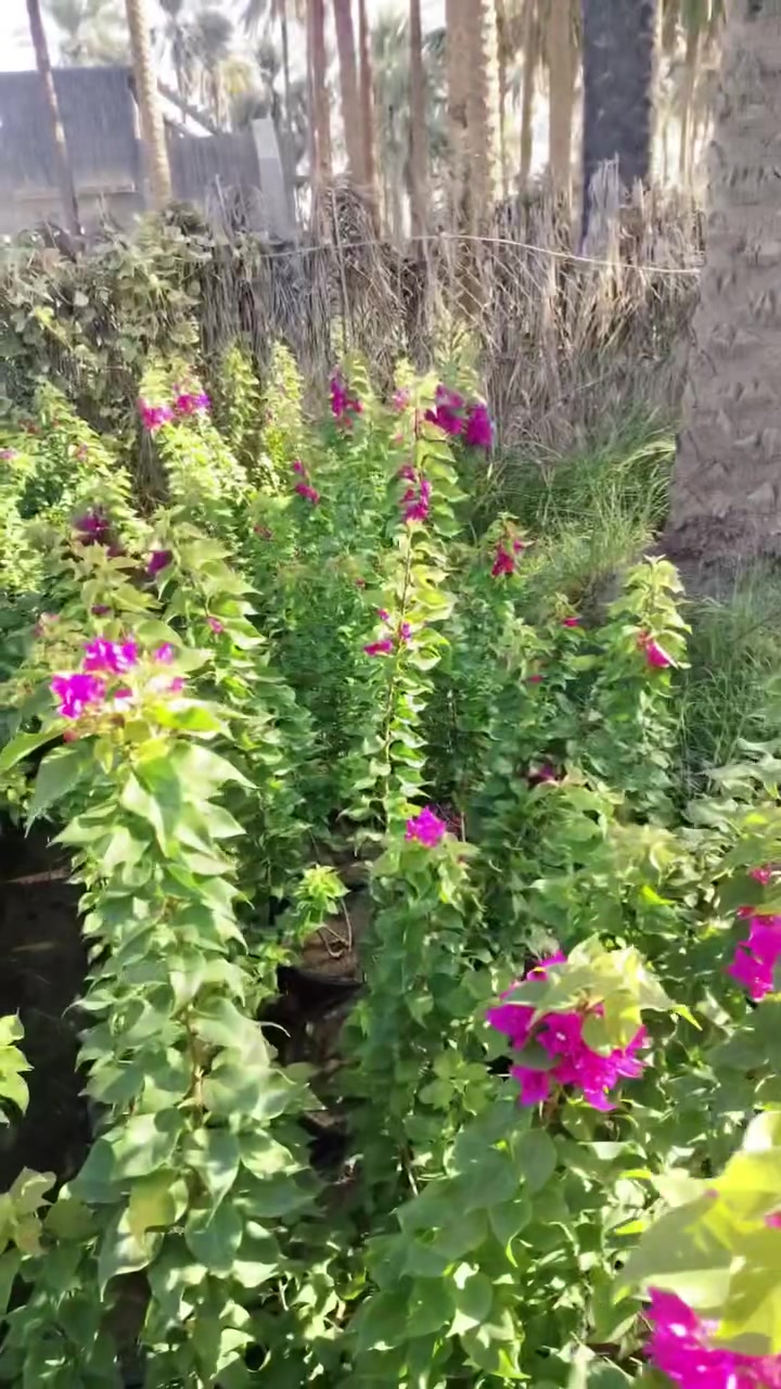 جمال الجهنمي • تركي