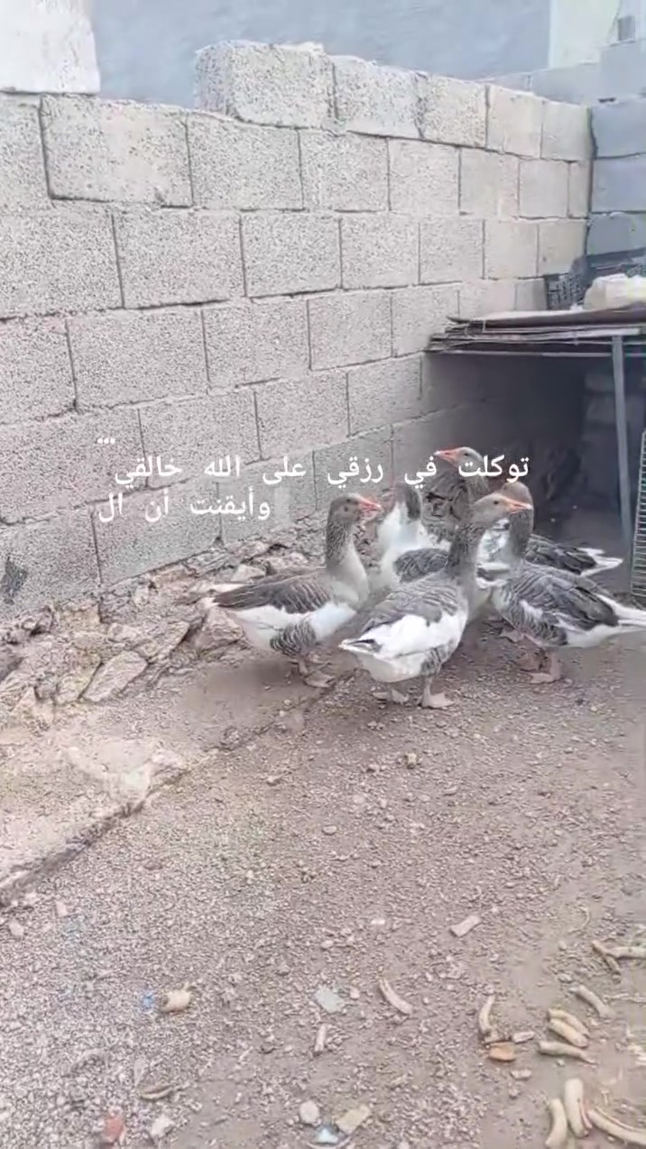 وز عراقي • نضيف • حديثة خفاجية