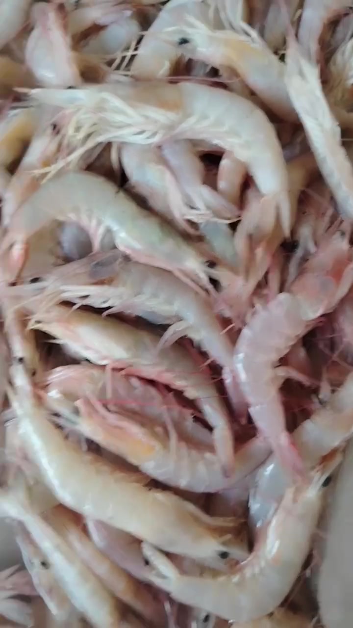 ربيان • شحمي • ٣ كيلو
