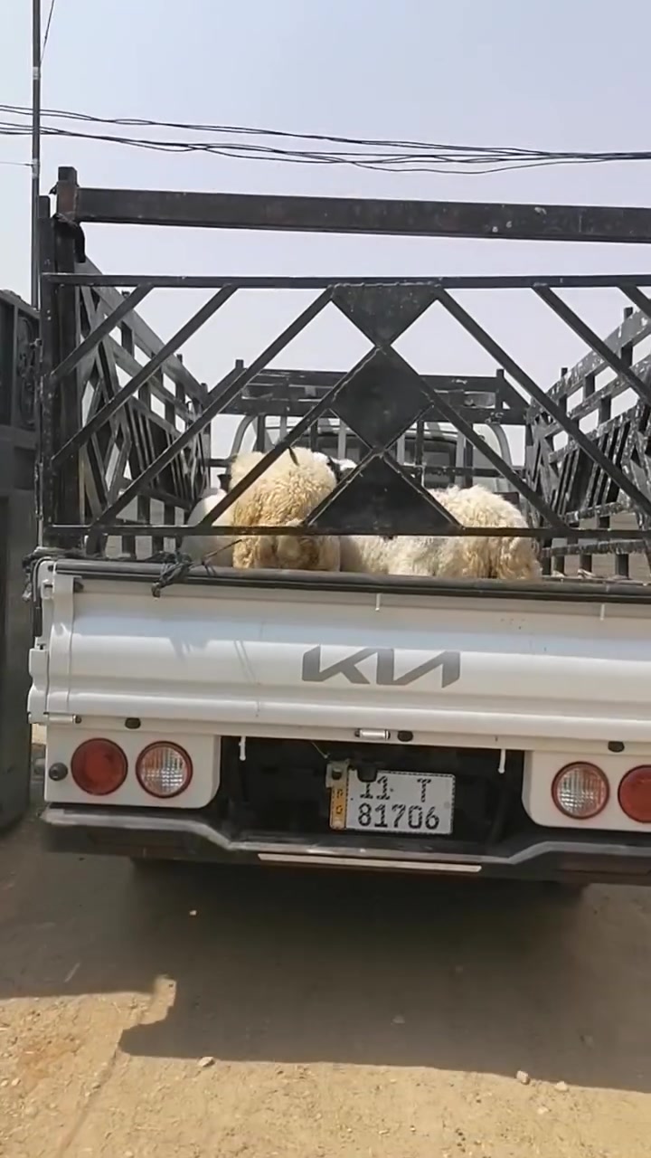 بسم الله ما شاء الله
#نباع الحلال اخوان ١٠ طليان وثنين صخول وبالخير عل مشترين شتردون من طليان ارباط وكصابه وجني عندي ولله يرزق الجميع المكان واسط الشحيميه قريه ١٠
***********
ملاحضه اخوان اشتري جميع المواشي وشتريد من ذبايح مال مناسبات مال ارباط عندي
