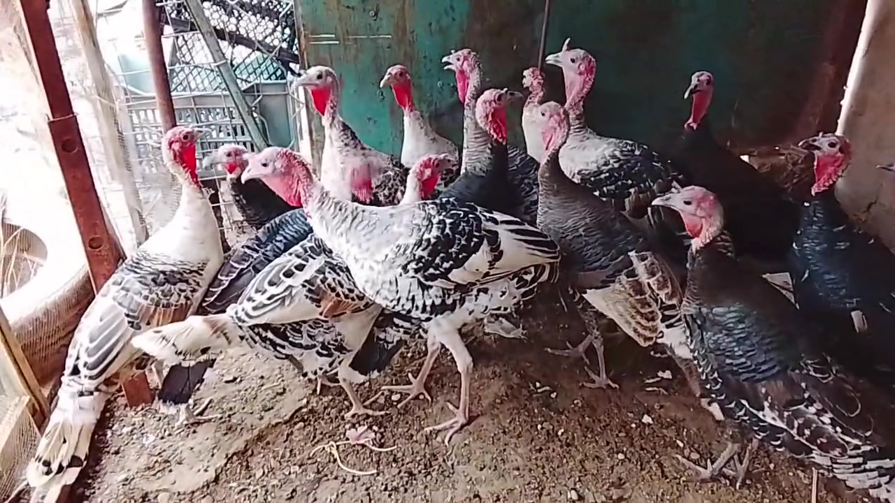 فسيفس عرب • فحلين • تكريت القادسيه