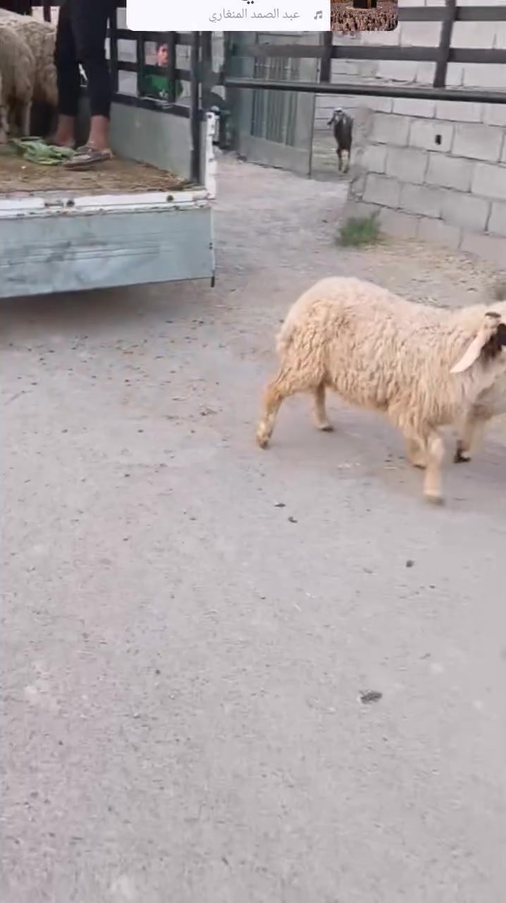 بسم الله ما شاء الله
وينه الي يدور حلال اوله

#بجر زراعيه مال جني عليها ٦ أشهر متعهده عل فحص حلوه وهديه جدا وينهم الجناية

#فطايم العدد ١٢_/من حلال اكريش حلوات وخشنات يرهمن  ارباط وكصابه حلال اوله

#كشاتير أسمان كلش حلوات وخشنات

#المكان واسط الشحيميه قريه ١٠
*********** اتصل

علق أب تم يوصلك كلشي جديد @إشارة
