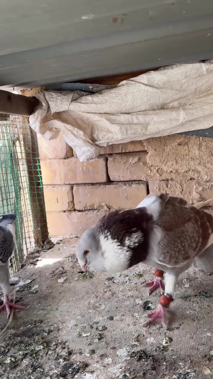 سلام عليكم متاح زوج مطاويك 
خشنات شرط البيض والشد 
ديوانية 
***********
