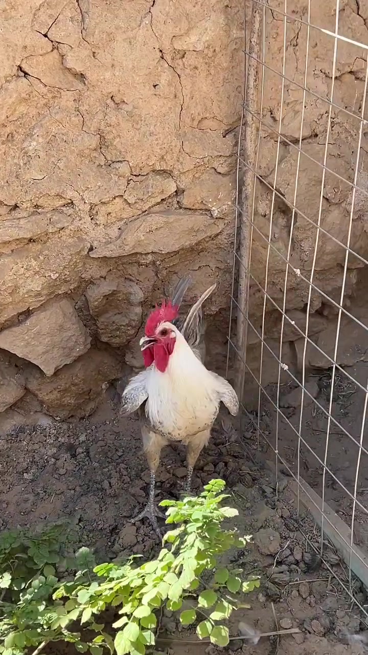 ديك • المنيوم • خط اول