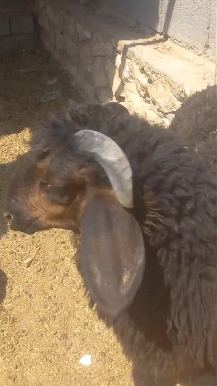 اللهم صلي على محمد
للبيع خروف ربط رقم واحد خشانه ونصاح وعلى كل عيب عنوان حديثة الخفاجيه للستفسار اتصل وتدلل ***********يوجد توصيل حسب التفاق
