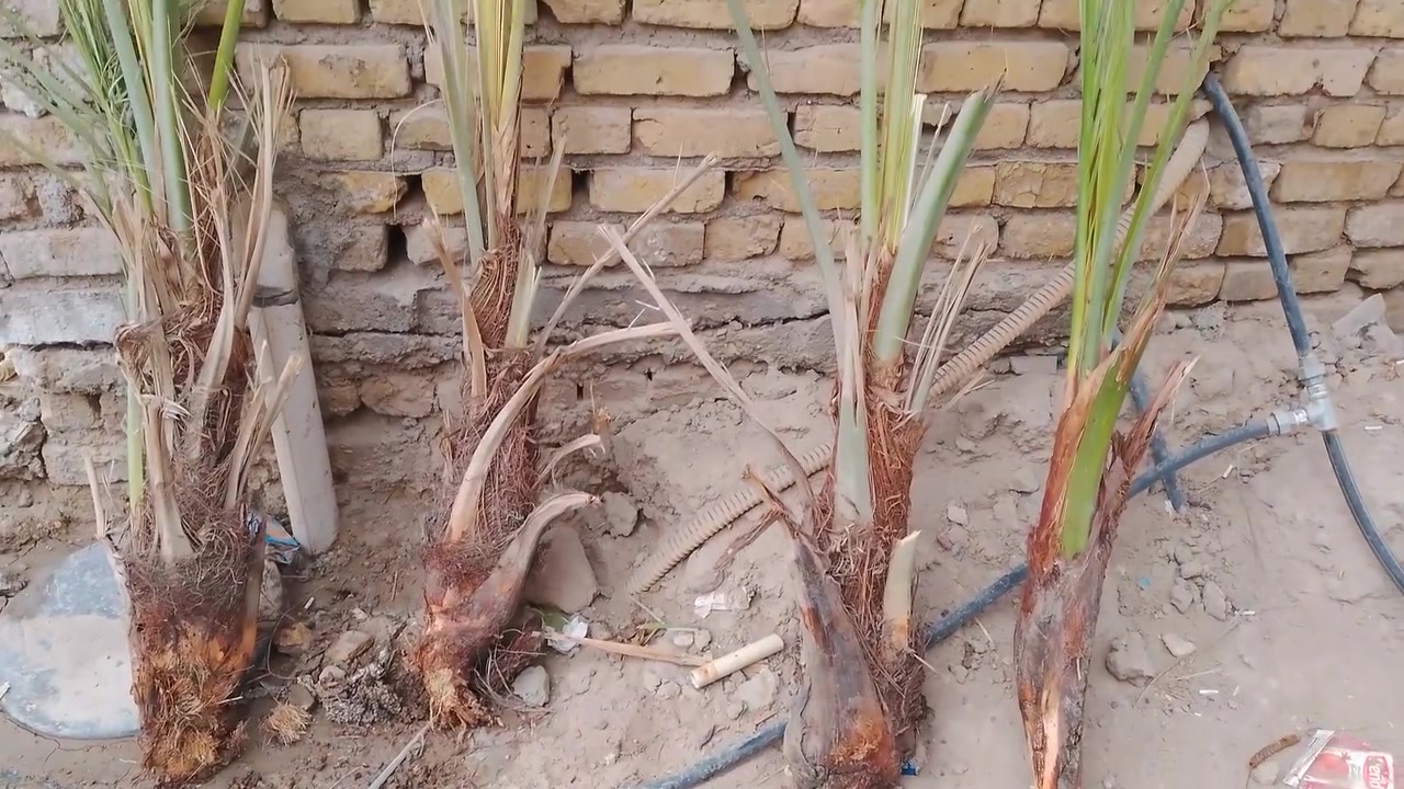 الناصرية • فسائل شويثي • أحمر