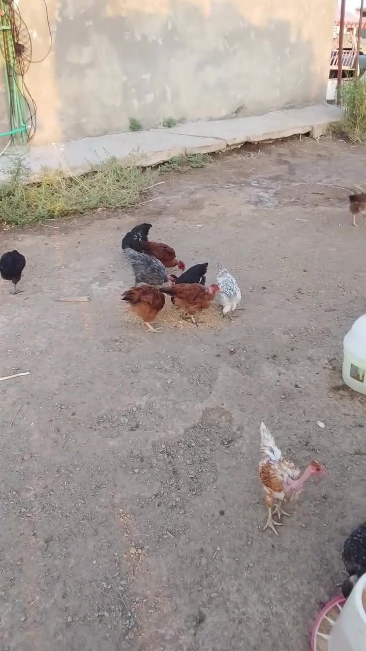 السلام عليكم للبيع دجاج ابو رگيبه العمر 4اشهر عله وجه مبياض سعر الزوج 25الف
مكاني بغداد بسمايه ***********
