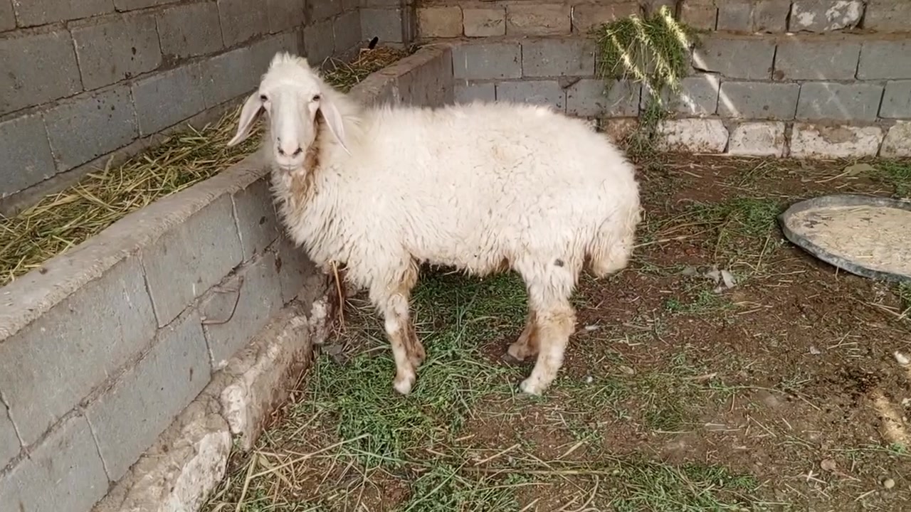 للبيع • كربلاء الإمام عون