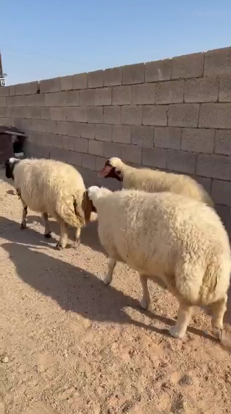 3 نعاج • للبيع • حديثه الخفاجيه
