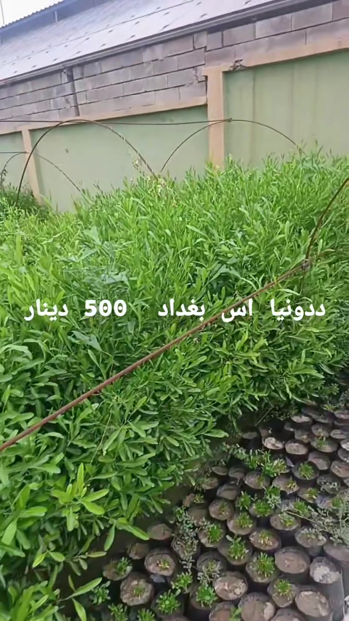 مشتل الوان الربيع • بيزيا ١٫٥-٣م • أسعار جملة