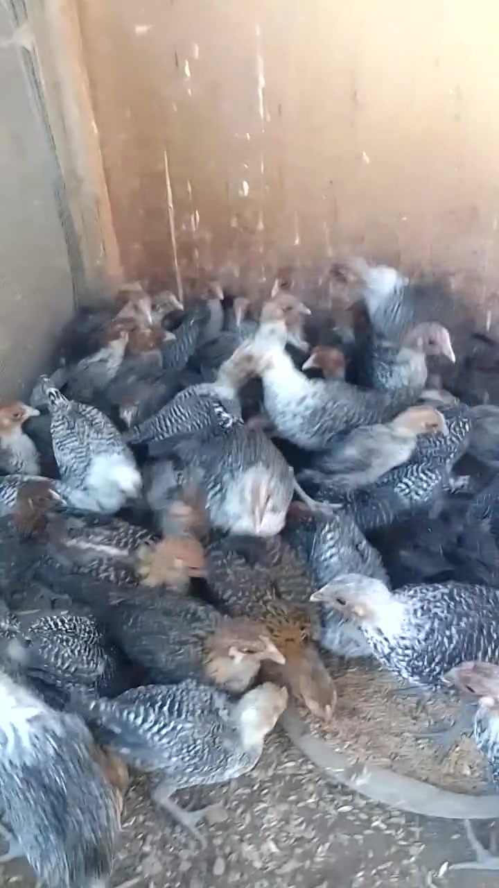 صواصي فيومي • اصلي • قضاء عنه براس الغربي