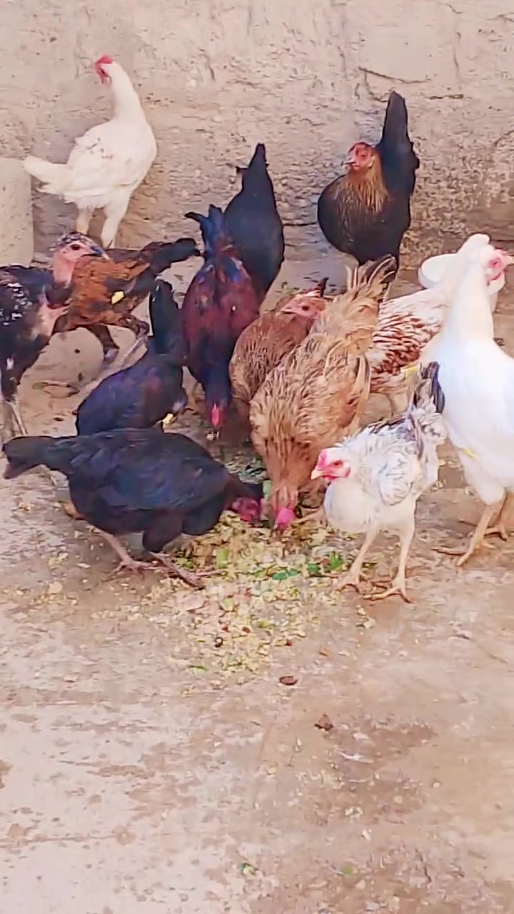 للبيع • ديالى ناحية كنعان • شرط النصاحه