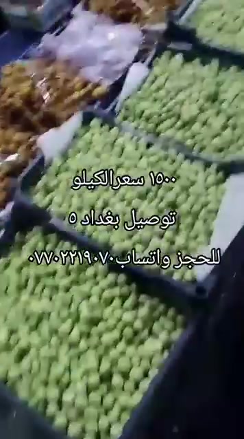 زيتون • باميه • برحي