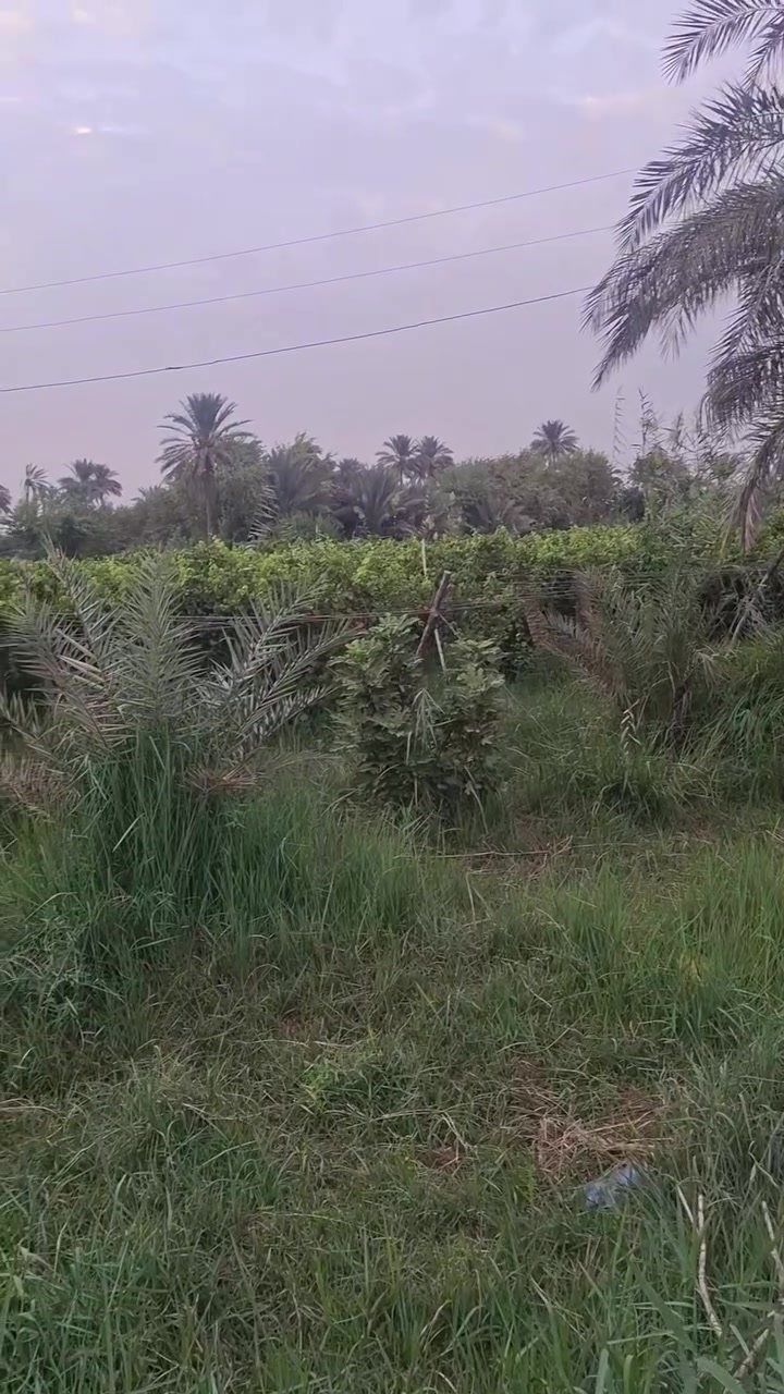 الكونه ناحية البراكية • ١٠ دونم • طابو زراعي