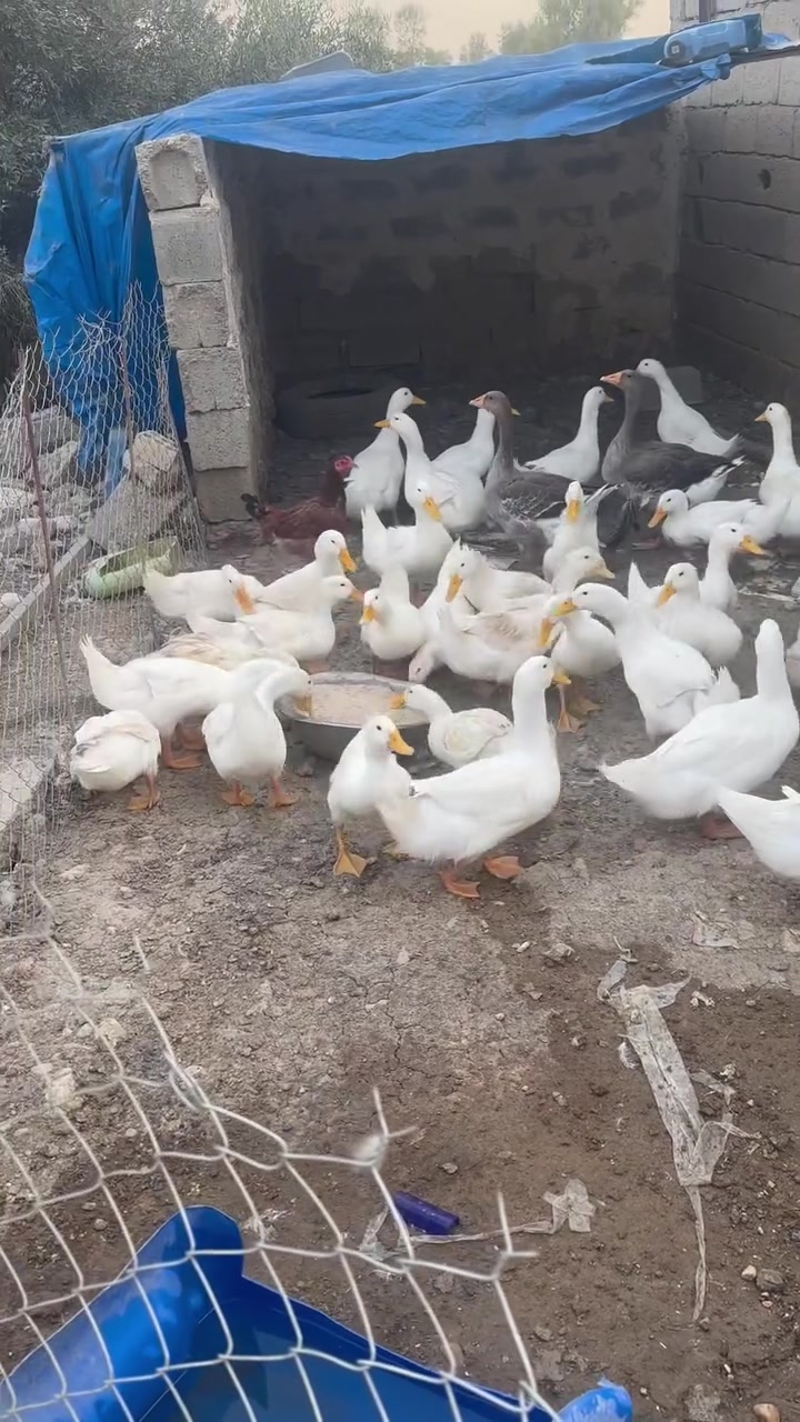 ٣٤ دانه سونى هولندى بوفروشتن شوين كةلار ***********
