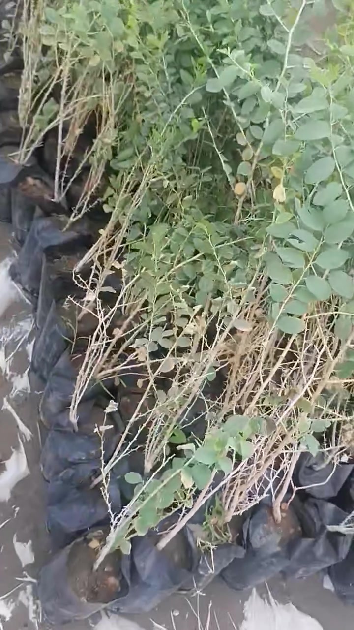 نبك حشري بلف
النجف الاشرف ناحية الحريه ***********
