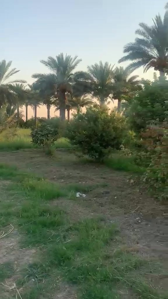 بستان شاطيه ٢٤ دونم خمسه دونم طابو ولباقي عقد ١٧ وجهه سده مع 4 ابيوت الصويره للاستفسار على رقم ***********
