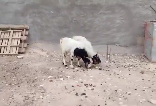 فحل • نضيف • توصيل الانبار