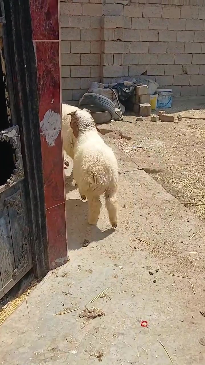 للبيع خاروف وفطيمه يرهمن ذبح ويرهمن ربط شرط نصاحه مكاني بيجي رقم الهاتف ***********
