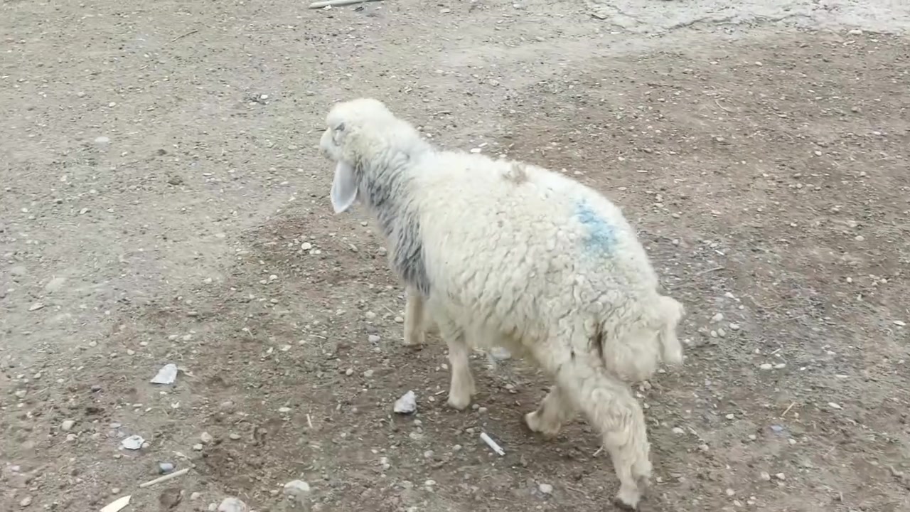 طلي • بيجي • حي العصري
