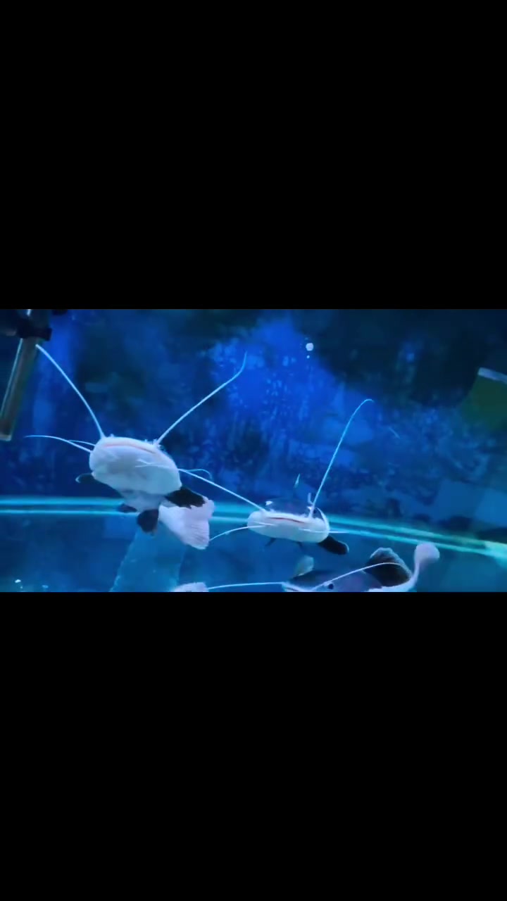 🐠سمچتك مو مجرد سمچة… هي جمال حوضك!🐠
تم وصول وجبة اسماك ريد تيل عدد3 قطع حجم 30 سم
😍 تريد حوضك يصير ملفت للنظر ويخبل كل من يشوفه؟
إذن اختيار الأسماك الصح هو أول خطوة! 🌊✨
🐟 أسماك زينة بألوان وأشكال مميزة
✨ اختيارات تناسب المبتدئ والهاوي ومحبي الأحواض
🎯 اختار اللي يعجبك… وإحنا نوفرلك الأفضل من الموجود
🔥 لا تشتري أي سمچة… اختار سمچة تليق بحوضك! 🔥

📍 معرض السيد لاسماك الزينه/كركوك قضاء طوز خرماتو
📞 ***********
📩 للحجز والاستفسار راسلنا خاص او واتساب 
 كل حوض إله جماله وإحنا نكمل جماله بالاختيار الصح

#أسماك_الزينة 🐠 #اسماك_العراق
#احواض_الزينة #هواة_الاسماك #عالم_الاسماك #معرض_السيد_لاسماك_الزينه
