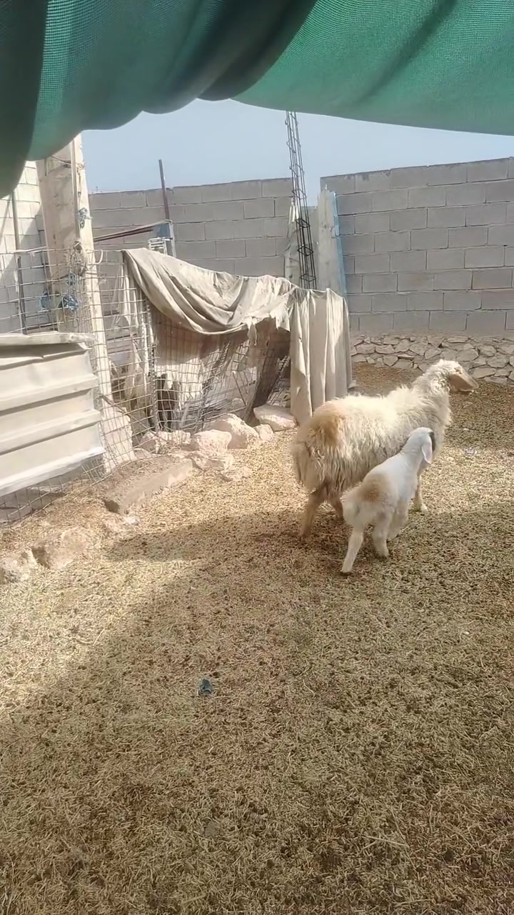 خط أول • قفل • البغدادي