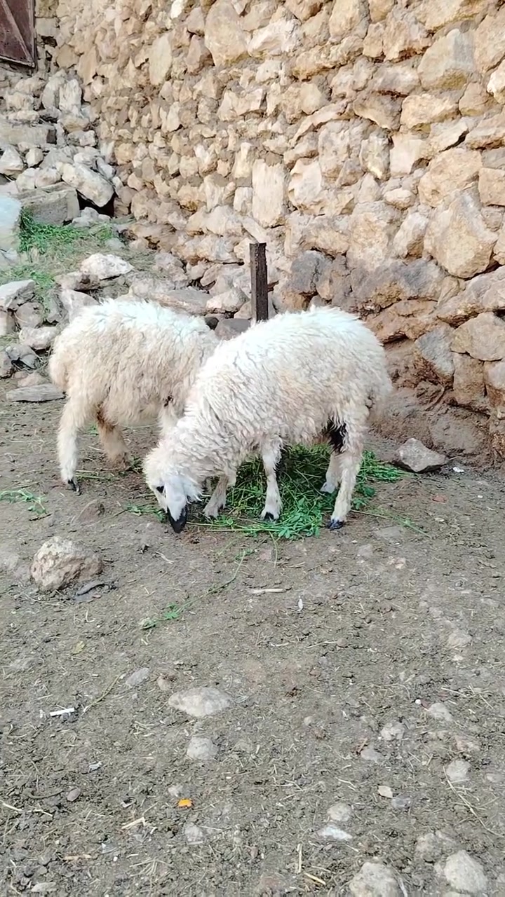 فطايم • ٢ قطع • حديثة حقلانية