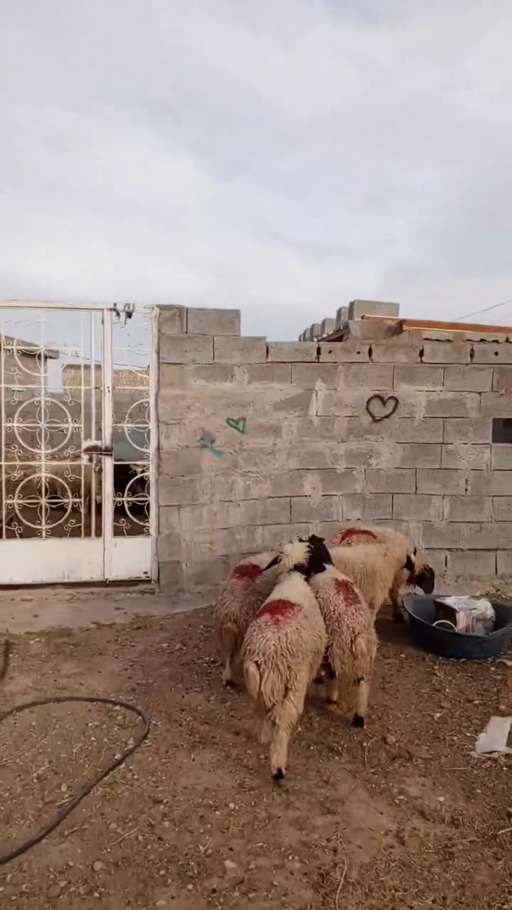 ٥ دجات • رقمي • هيت