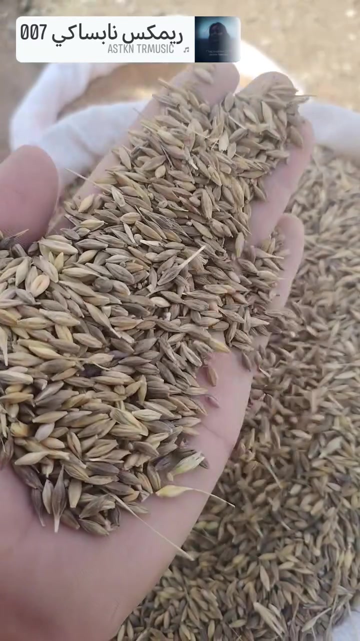 شعير اسود • حديثة بروانة