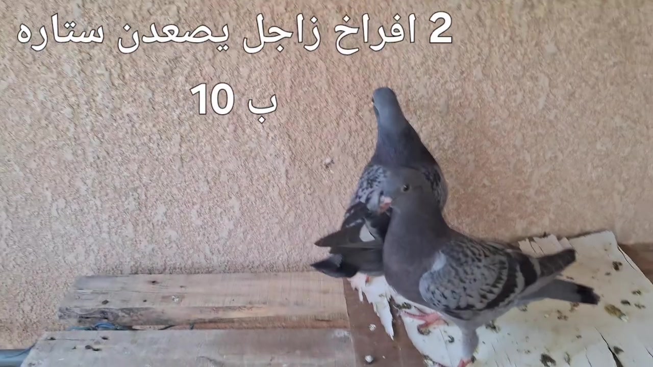 كلهن الزوج ب 8
تكريت القادسية قطعه 500
***********
