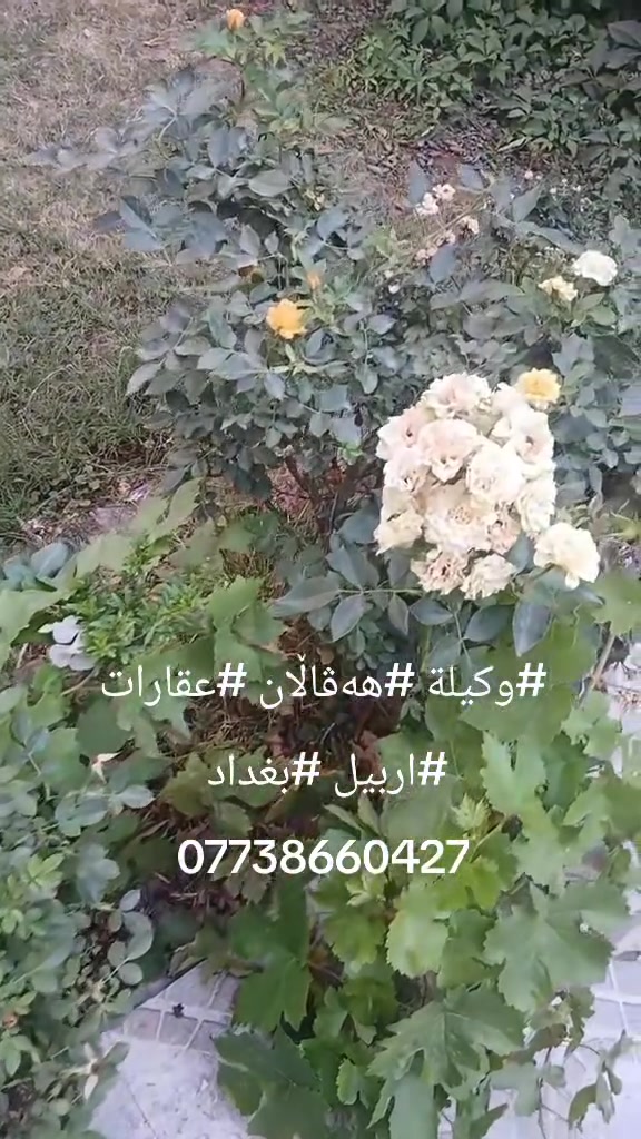 #ايجارات #عقارات #بغداد #ام#ادم
***********
