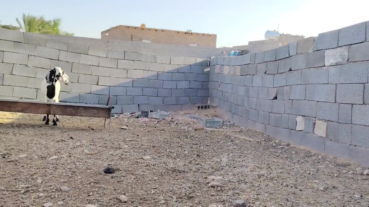 بسم الله تبارك الرحمن ♥
اخوان ماشالله متاح جذعه مال جنيه والده بطن وحدا بحض راعيه عشار مفيحه ومرجه جذعه خشان وفول ماشالله عليه مال جنيه درجه اولى سعره 285 مكان الانبار حديثة ***********
***********
والرقمين بيهن واتساب وحياكم الله

